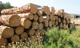 青森ひば材の効果で精神が安定する